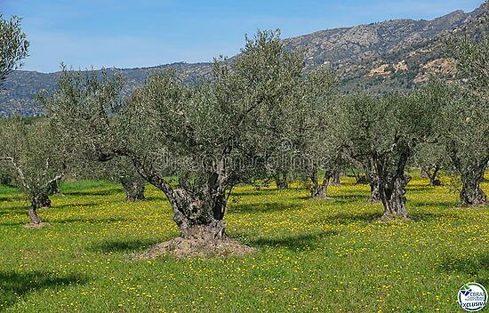 OLD CULTIVATED OLIVE GROVE